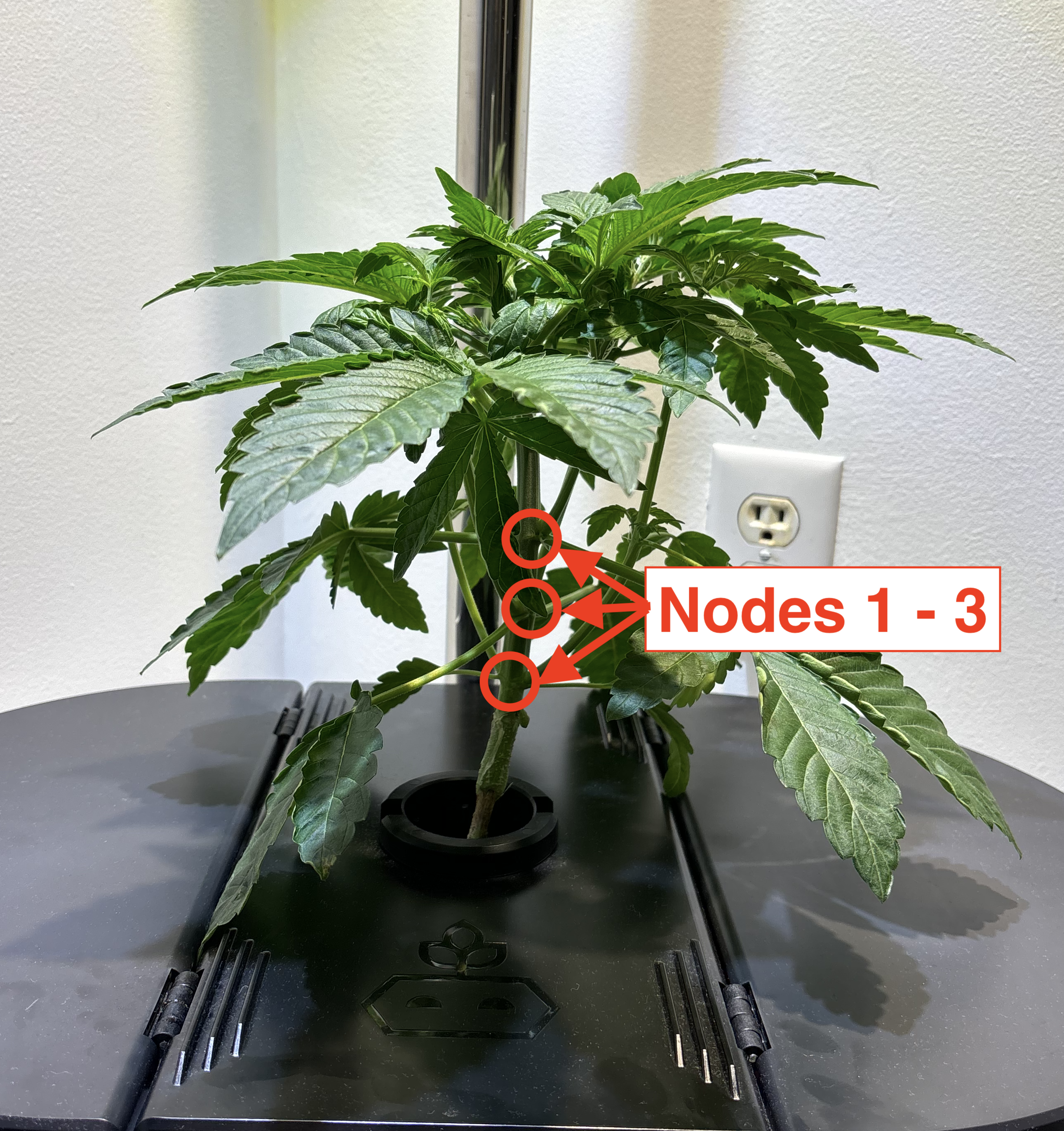 Nodes.png